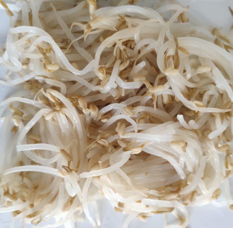 CANNED BEAN SPROUTS
